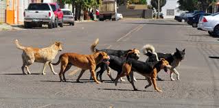 Perros ya se comían a muertito en la Resurrección.