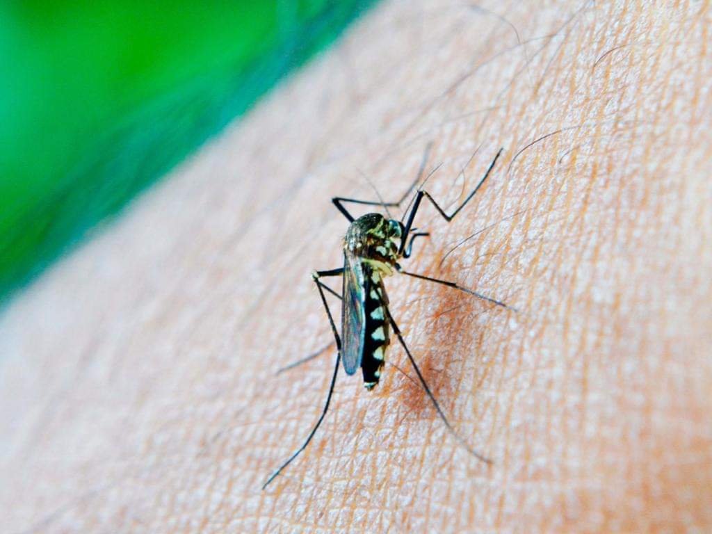 OMS Eleva a Alto el Riesgo por Expansión Mundial de Dengue.