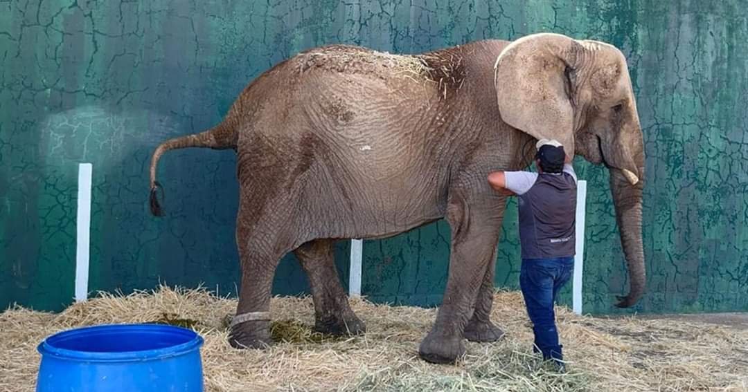 Rescatan a Elefanta Annie que Sufría Maltrato Animal en Jalisco.