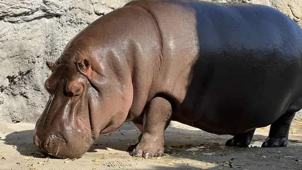 Africam Safari Mandó al Zoo de Osaka a Hipopótamo Macho, Pero les Salió Hembra.