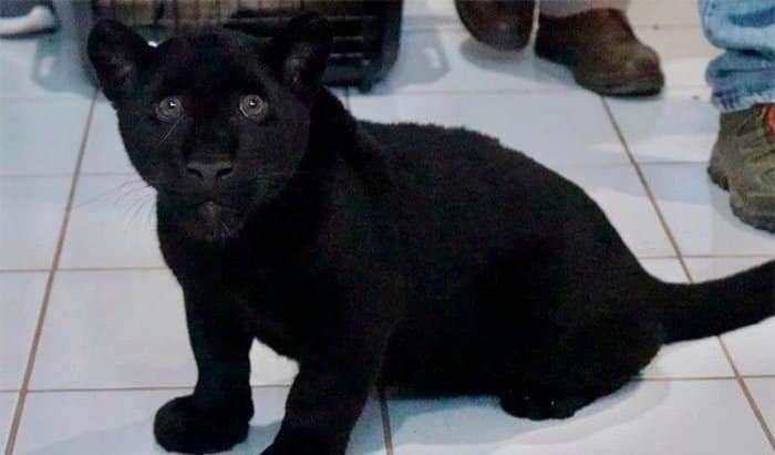Nacen 3 Cachorros de Jaguar en Chapultepec, Especie en Peligro de Extinción.