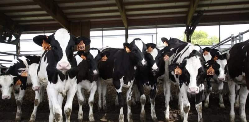 OMS Alerta por Detección de Virus de Gripe Aviar en Leche de Vacas Infectadas.