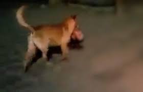 Ay nanita en Bosques de Santa Anita.
