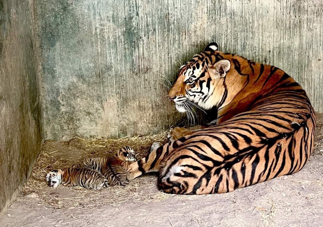 Nacen 4 Tigres de Bengala en Chihuahua; es Especie en Peligro de Extinción.