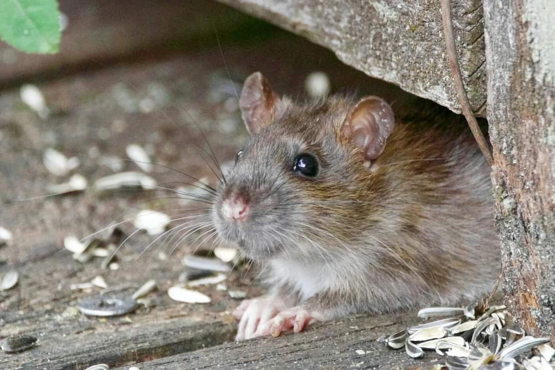 Se Confirma un Caso de Peste Bubónica en EU.