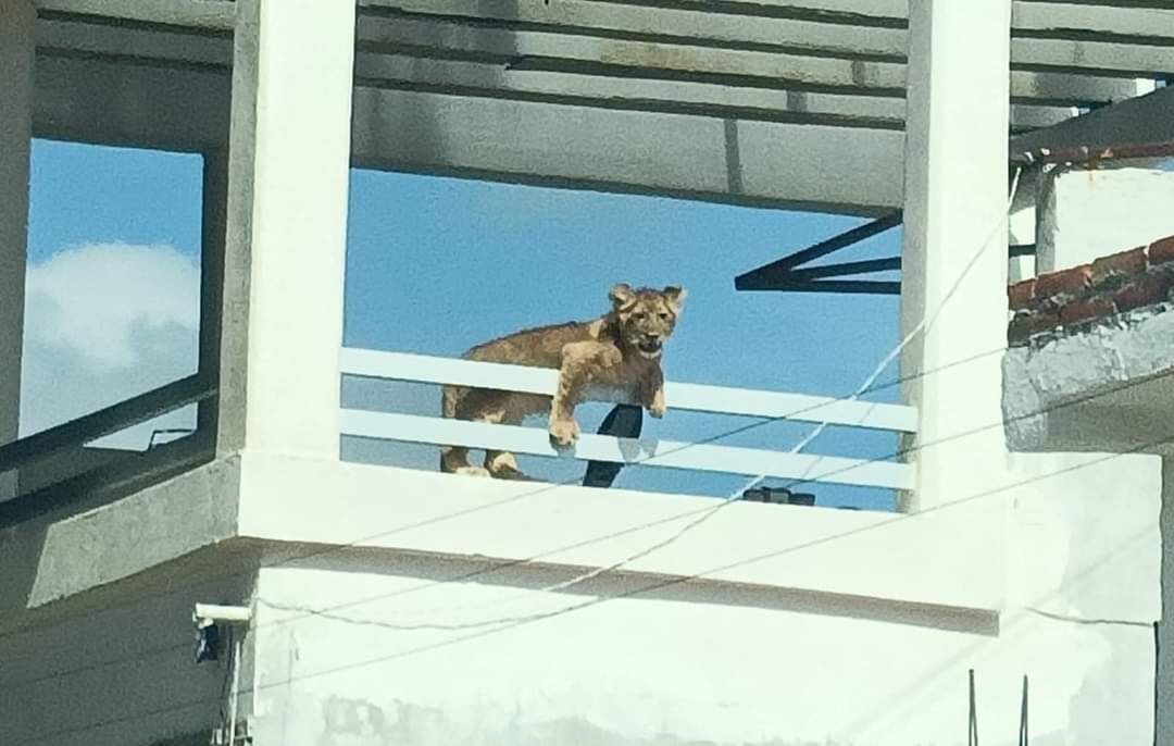 Moviliza Cachorro de Leon a Cuerpos de Emergencia en Querétaro.