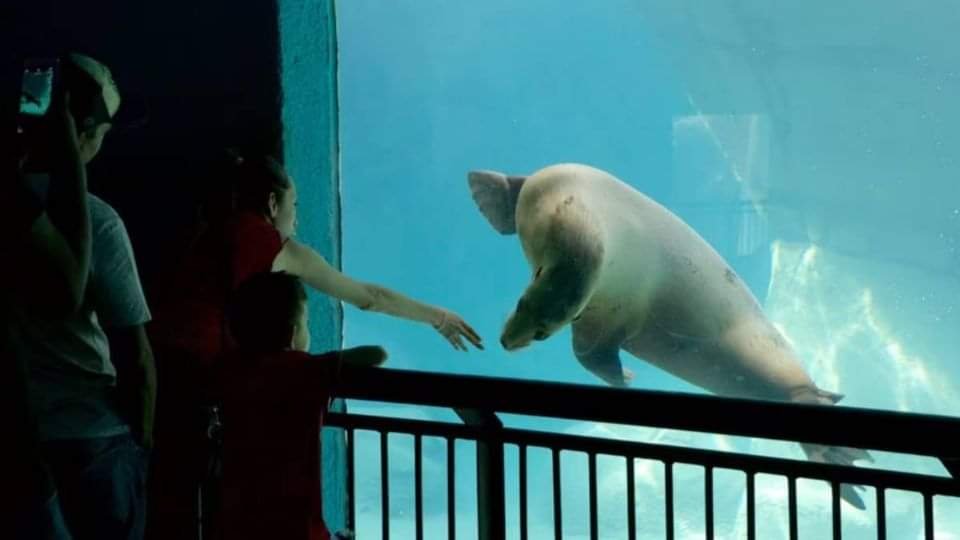 Terrible, Hombre Muere al Caer en Estanque de Lobos Marinos en Chapultepec.