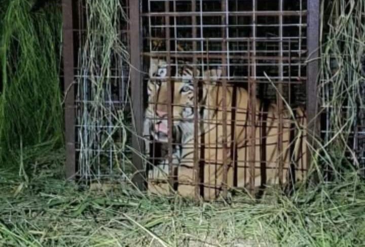 Atrapan a Tigre Que Escapó de Zoológico Reynosa, Después Del Susto.