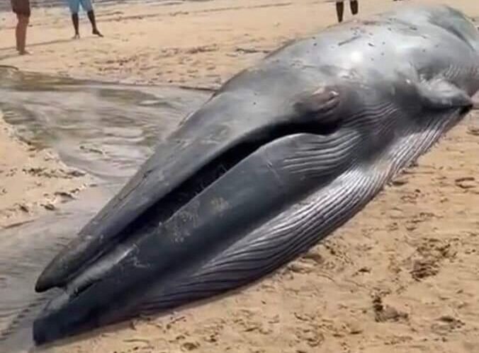 Hallan Enorme Ballena Muerta en Playas de Oaxaca.