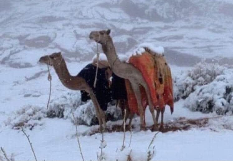 Algo Insólito, Nieve en el Desierto de Arabia Saudita sorprende Hsta a los Camellos.