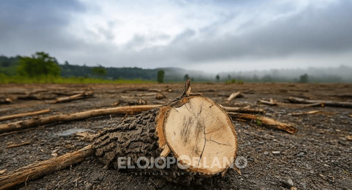 ¿Desarrollo urbano o sacrificio ambiental?
