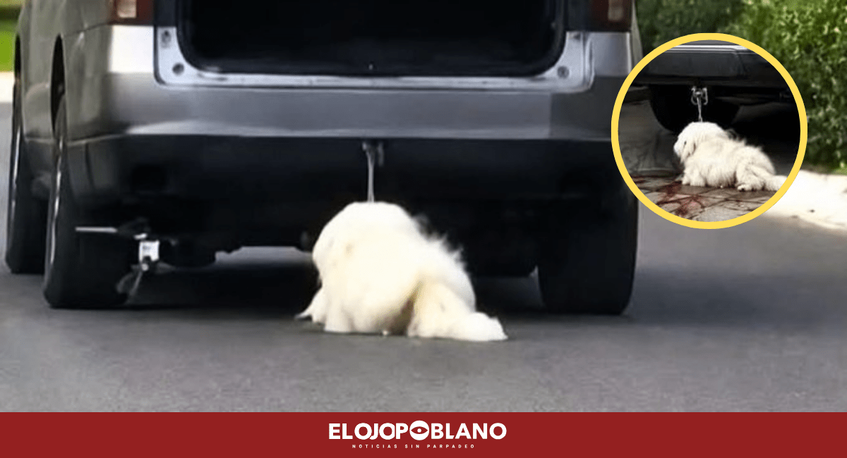 ¡Qué poca m4dre!, Detienen a mujer por arrastrar a Rocky con su camioneta