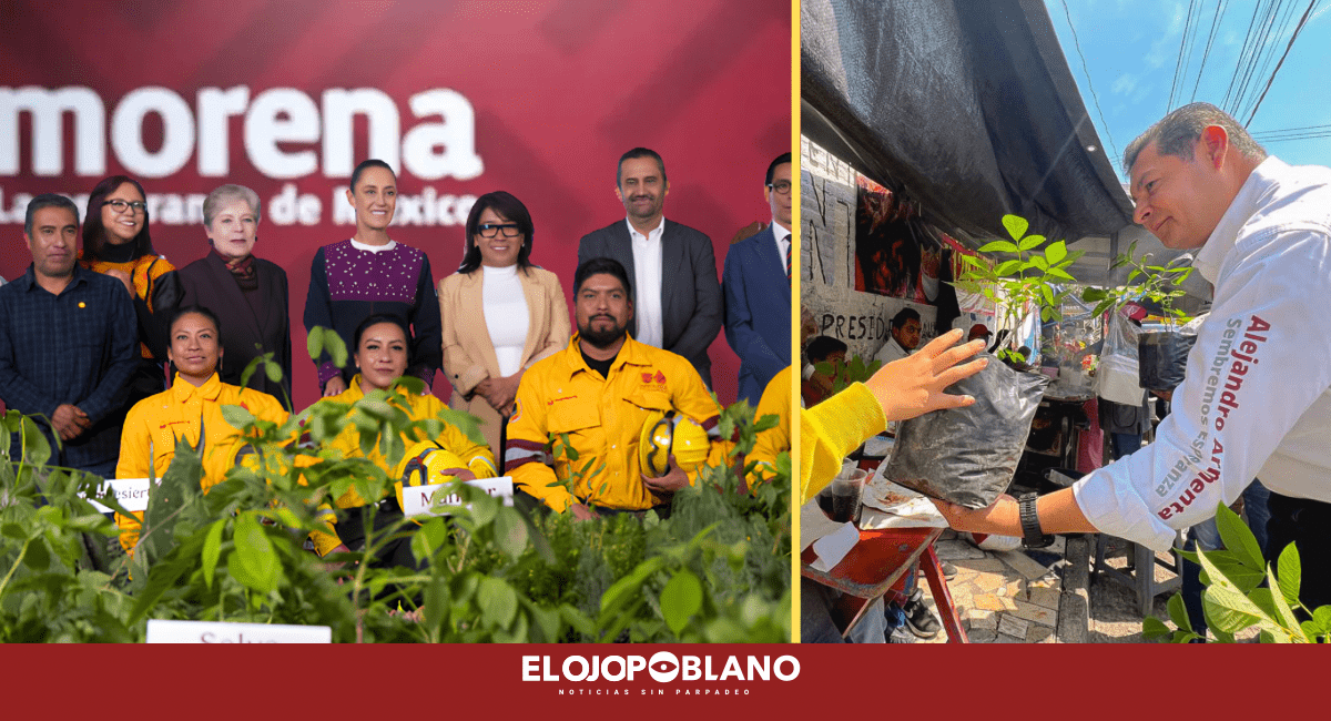 Puebla dará el banderazo a la mayor jornada de reforestación del país